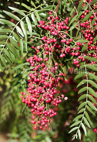 IMG_6308-Edit.jpg - pepper corns blowing gently in the breeze