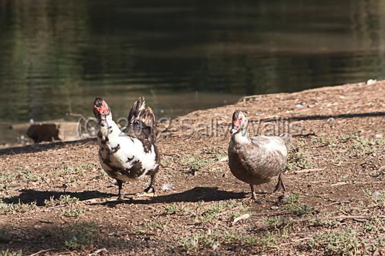 IMG_6327.jpg - Magpie Geese