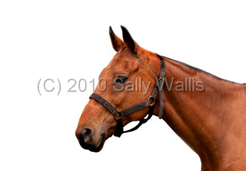 IMG_8905-Edit.jpg - Isolate head of a cobbed horse with partial harness